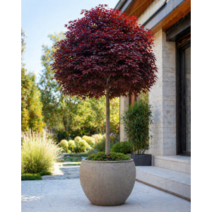 Javor mliečny (Acer platanoides) ´CRIMSON SENTRY´  - výška 120-130 cm, kont. C3L  - NA KMIENKU